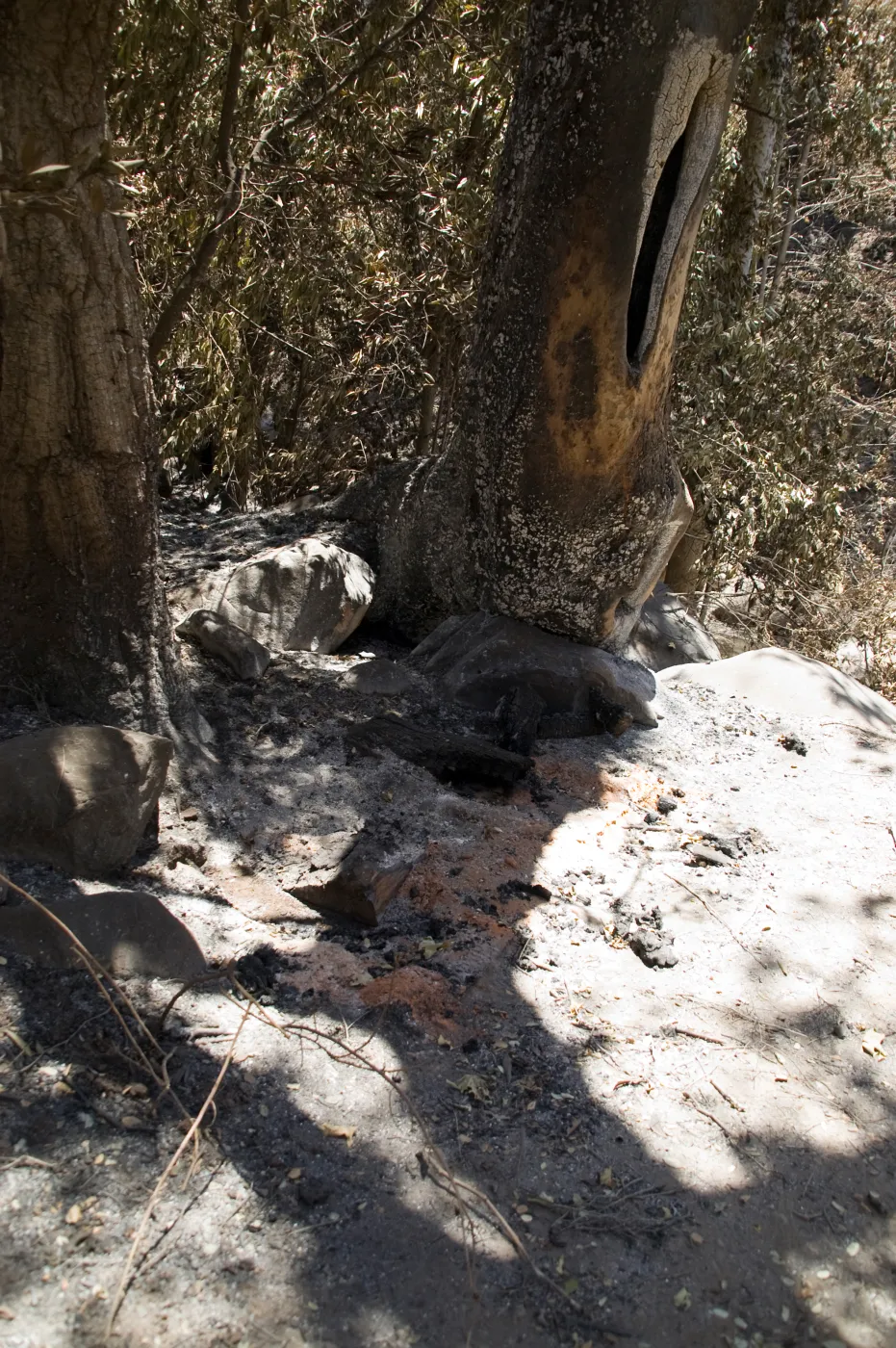 burned wood bench and hollow Sycamore in Mission Canyon after the Jesusita Fire