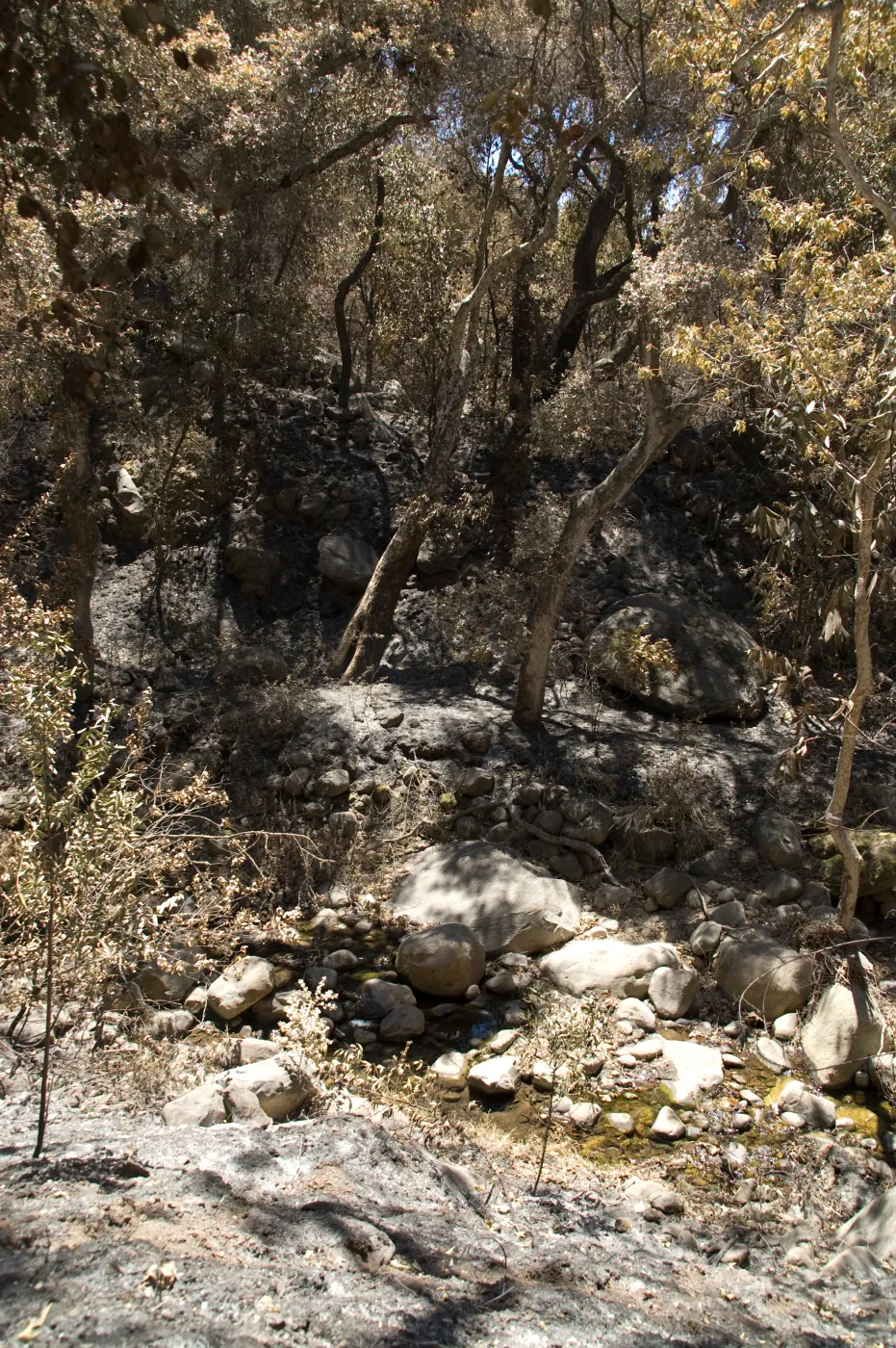 burned canyon slope above Canyon trail after the Jesusita Fire
