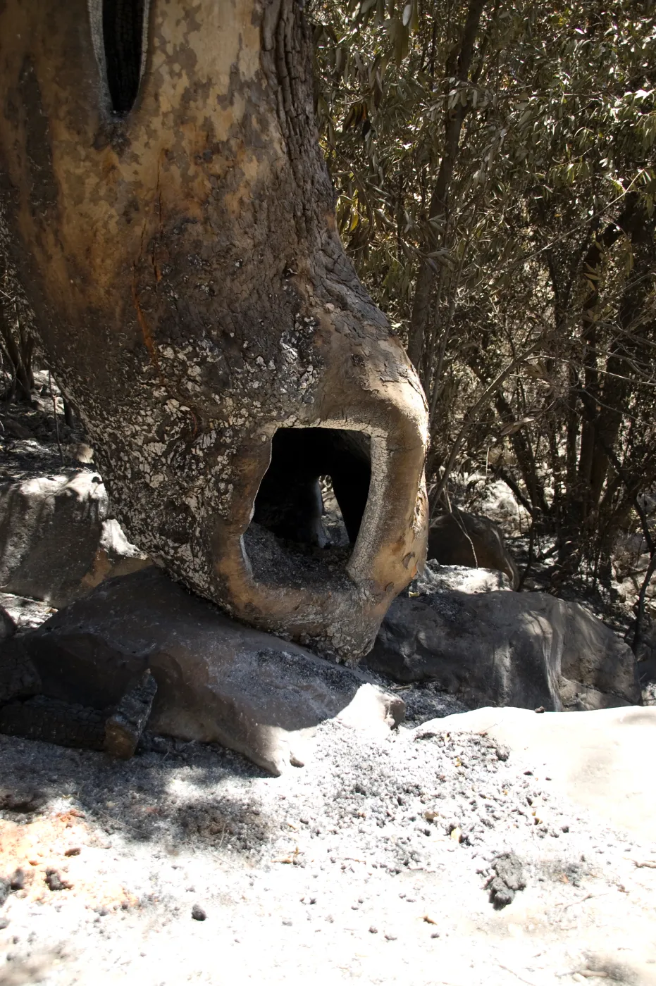 Burned, hollow sycamore along Mission Creek after the Jesusita Fire