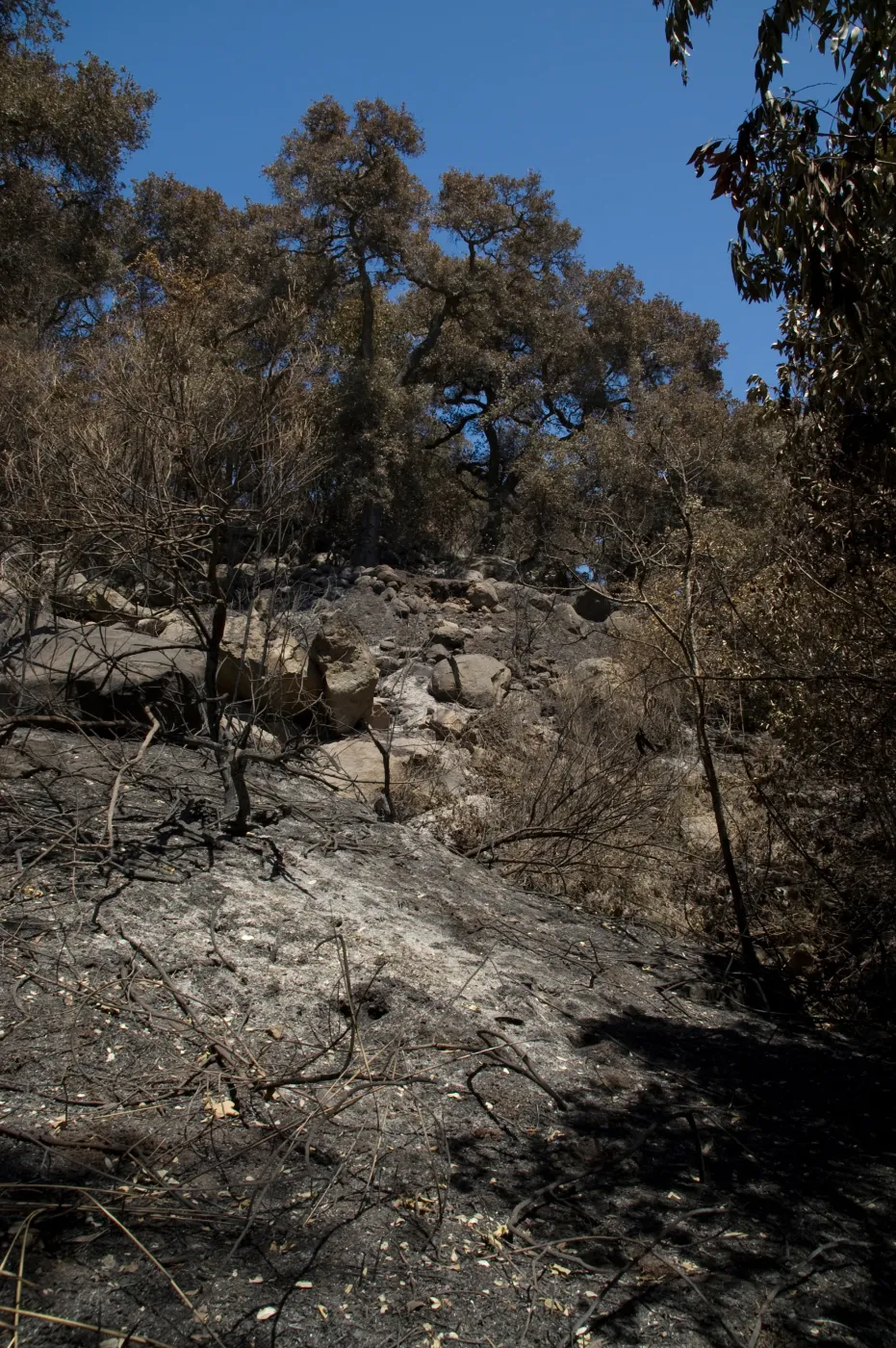 burned slope above Canyon Trail after the Jesusita Fire