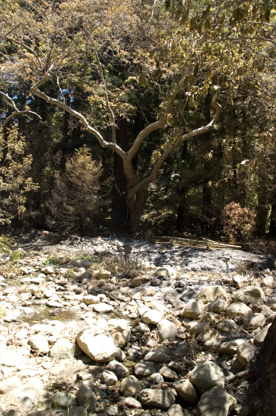 Mission Creek above Mission Dam after the Jesusita Fire