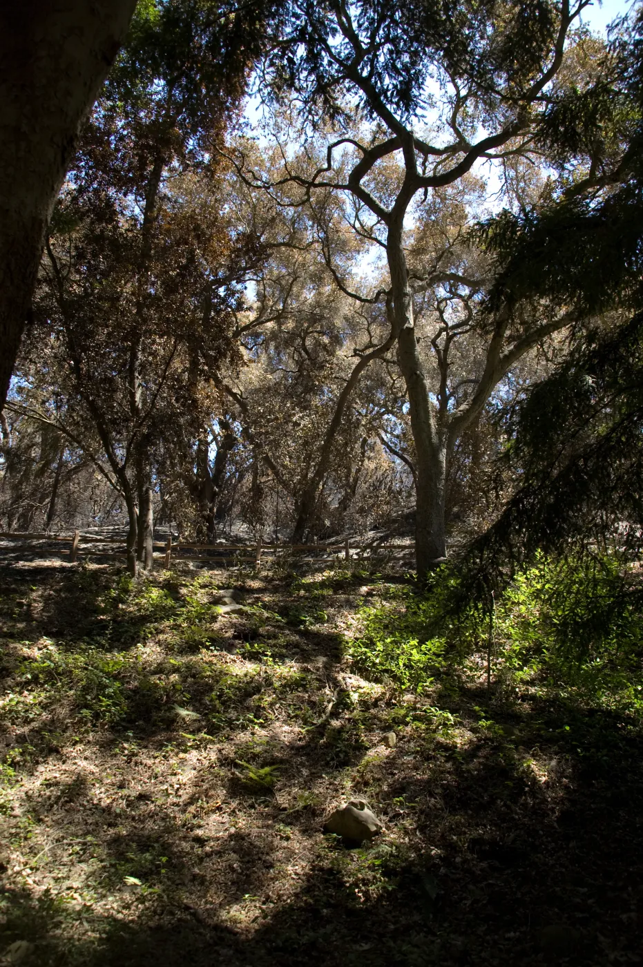 Oak Woodland Trail after the Jesusita Fire