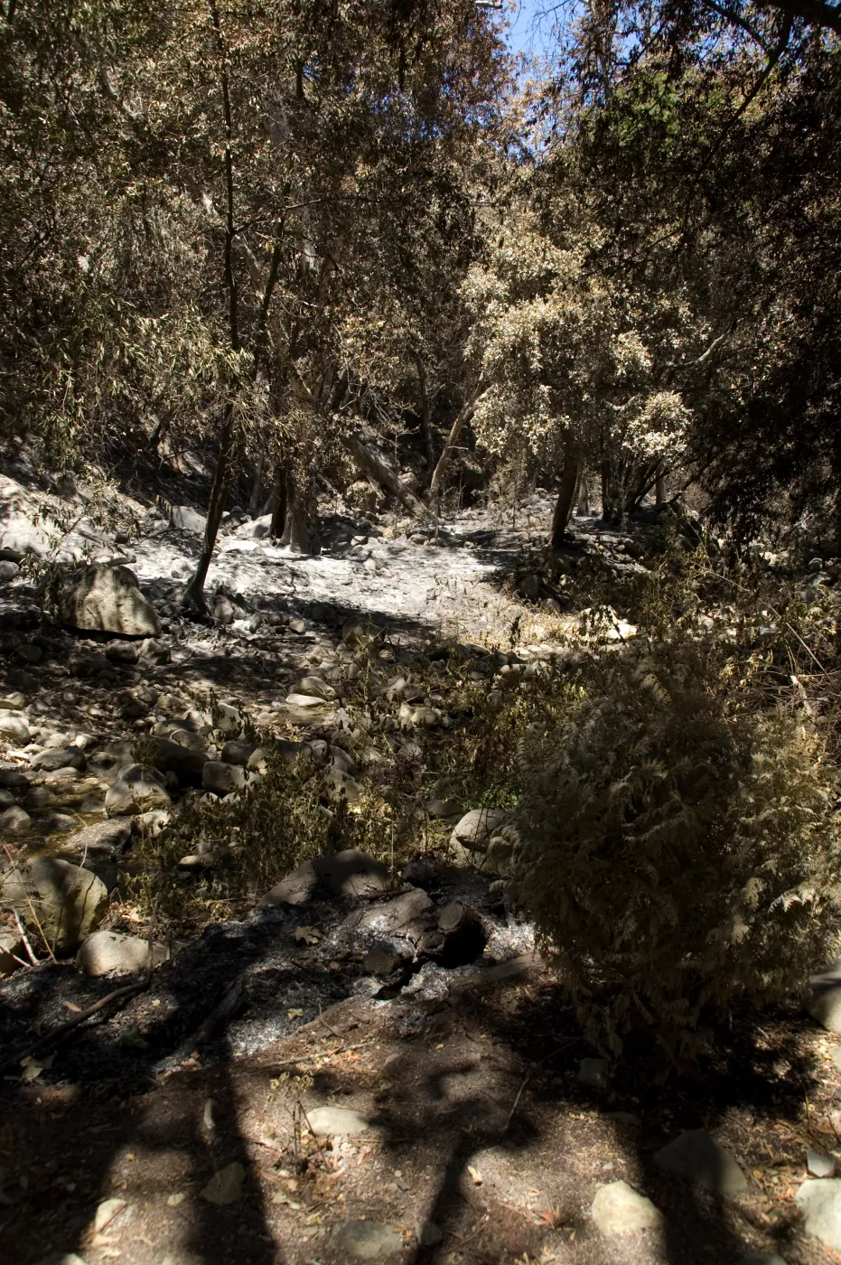 Mission Creek adjacent to Redwood Section after the Jesusita Fire