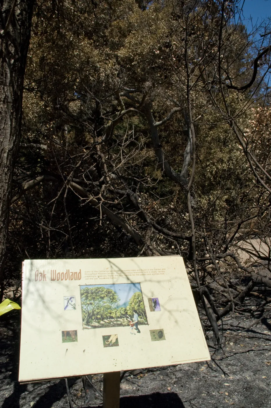 Oak Woodland sign in burned Woodland Trail section after the Jesusita Fire