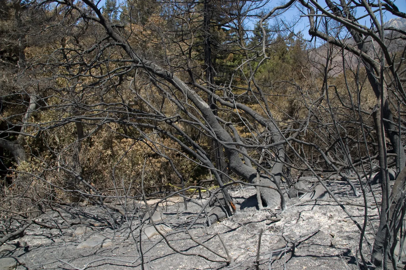 Woodland Trail burned vegetation after the Jesusita Fire