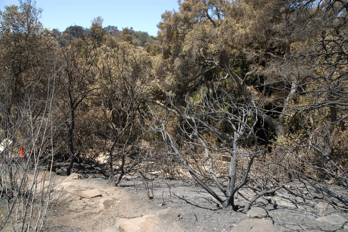 burned Woodland Trail after the Jesusita Fire