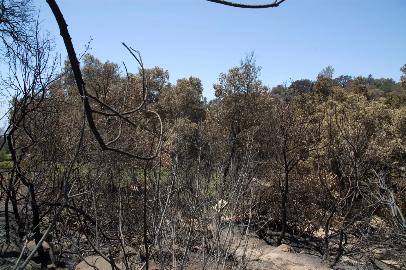Woodland Trail after the Jesusita Fire