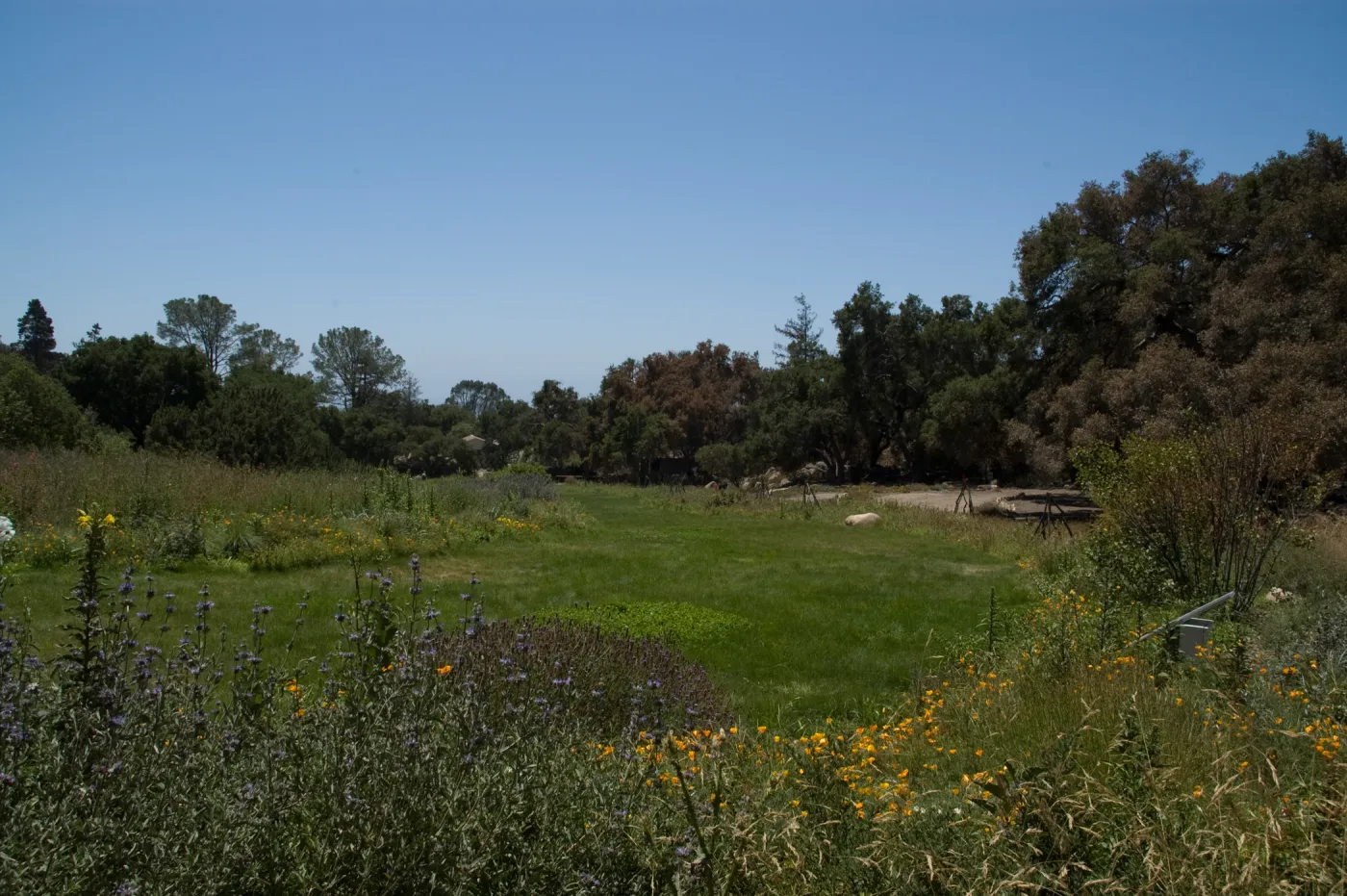 Meadow after the Jesusita Fire
