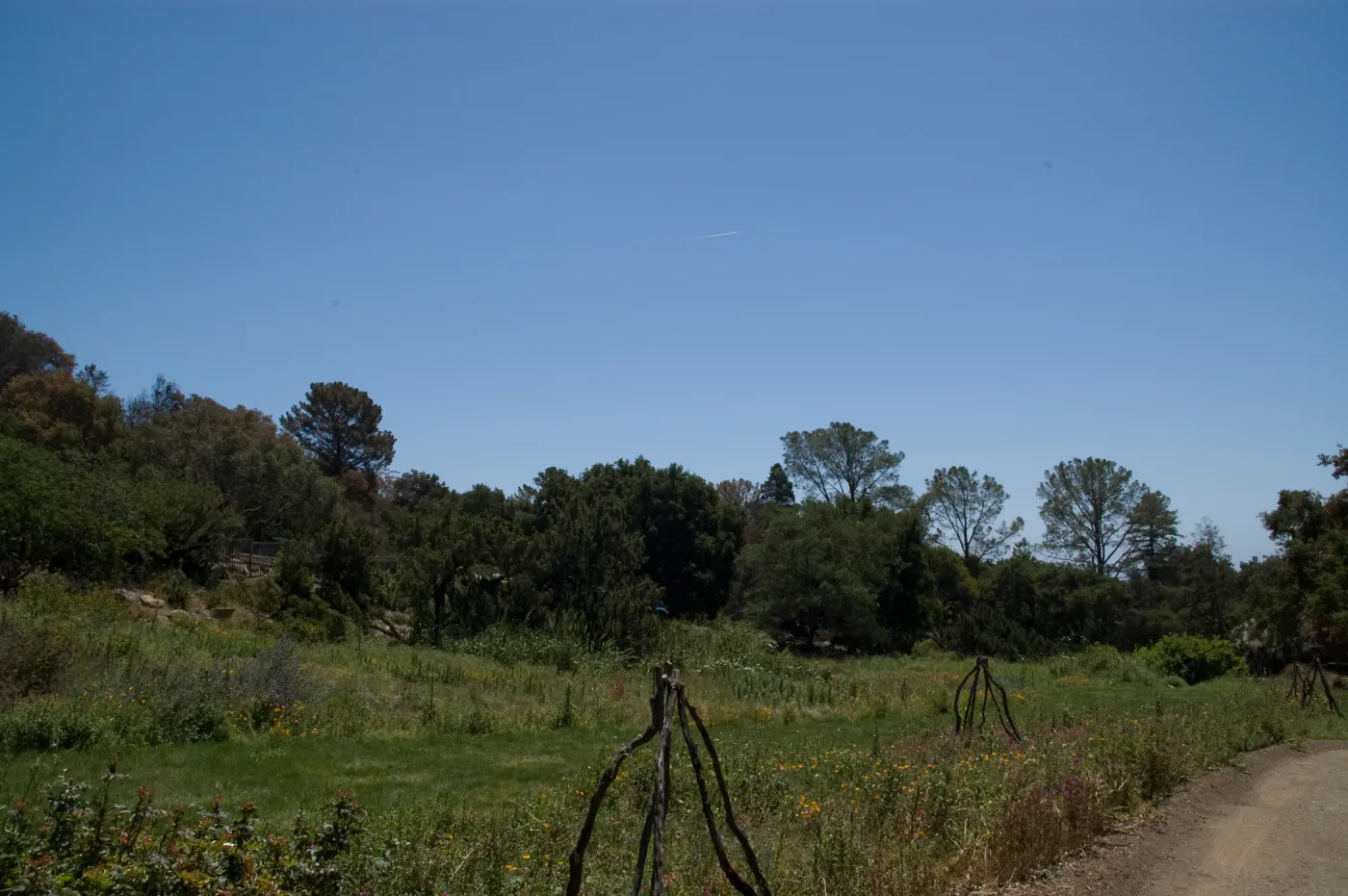 Meadow after the Jesusita Fire