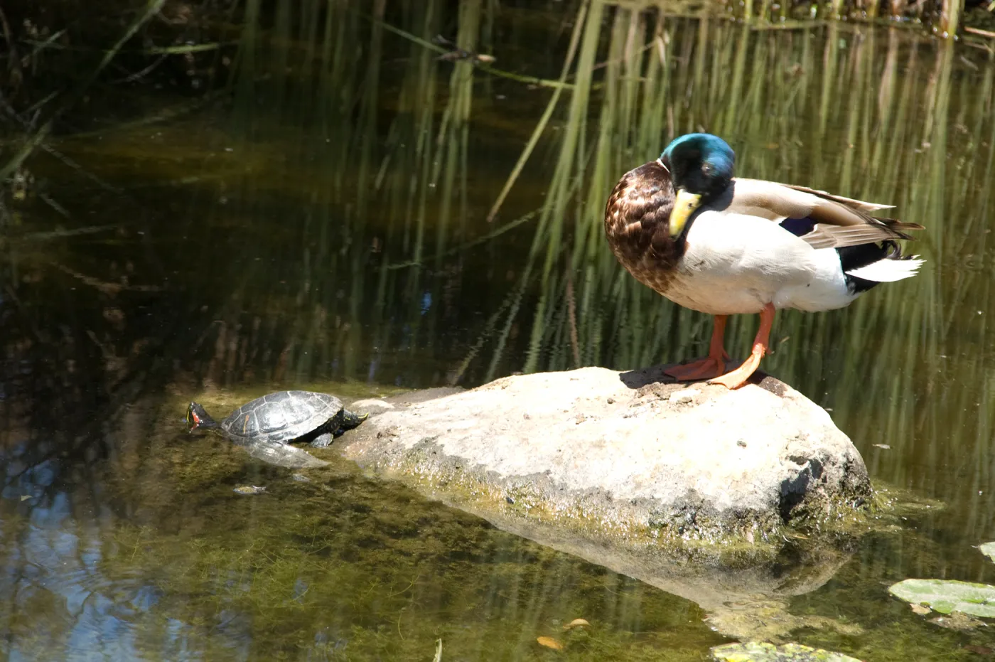 turtle and duck in the pond after the Jesusita Fire