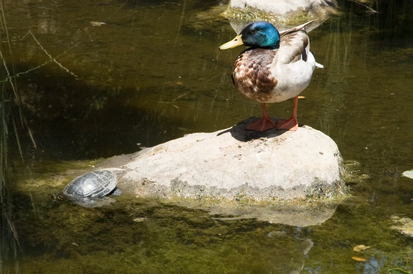 turtle and duck in the pond after the Jesusita Fire