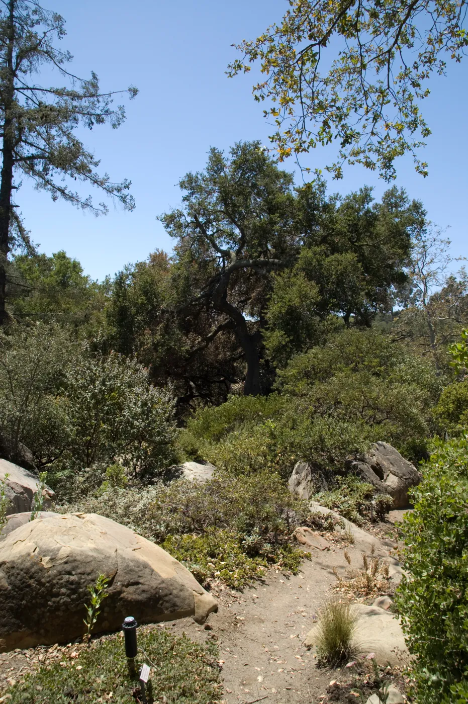 Manzanita Section trail after the Jesusita Fire