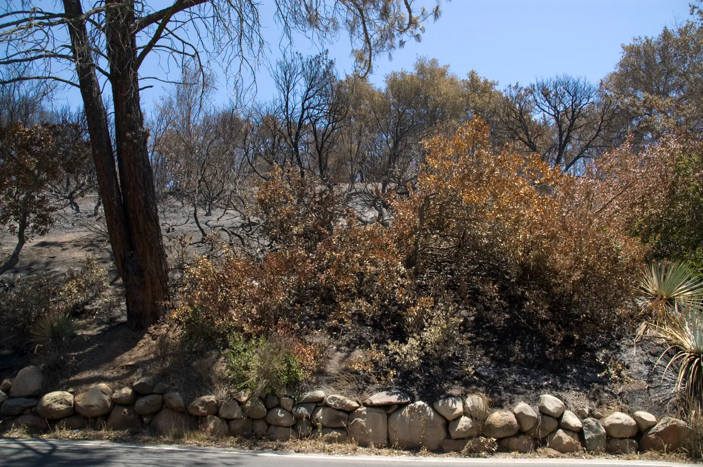 East side of Mission Cayon Road, near Porter Trail entrance after the Jesusita Fire
