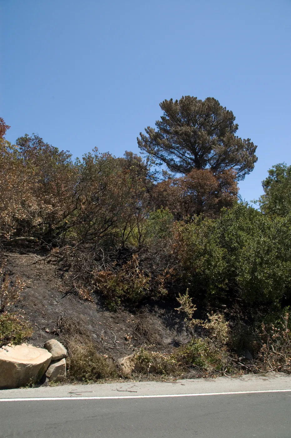 East side of Mission Cayon Rd after the Jesusita Fire