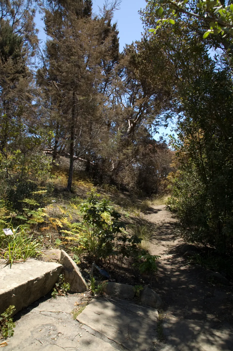 Porter Trail after the Jesusita Fire