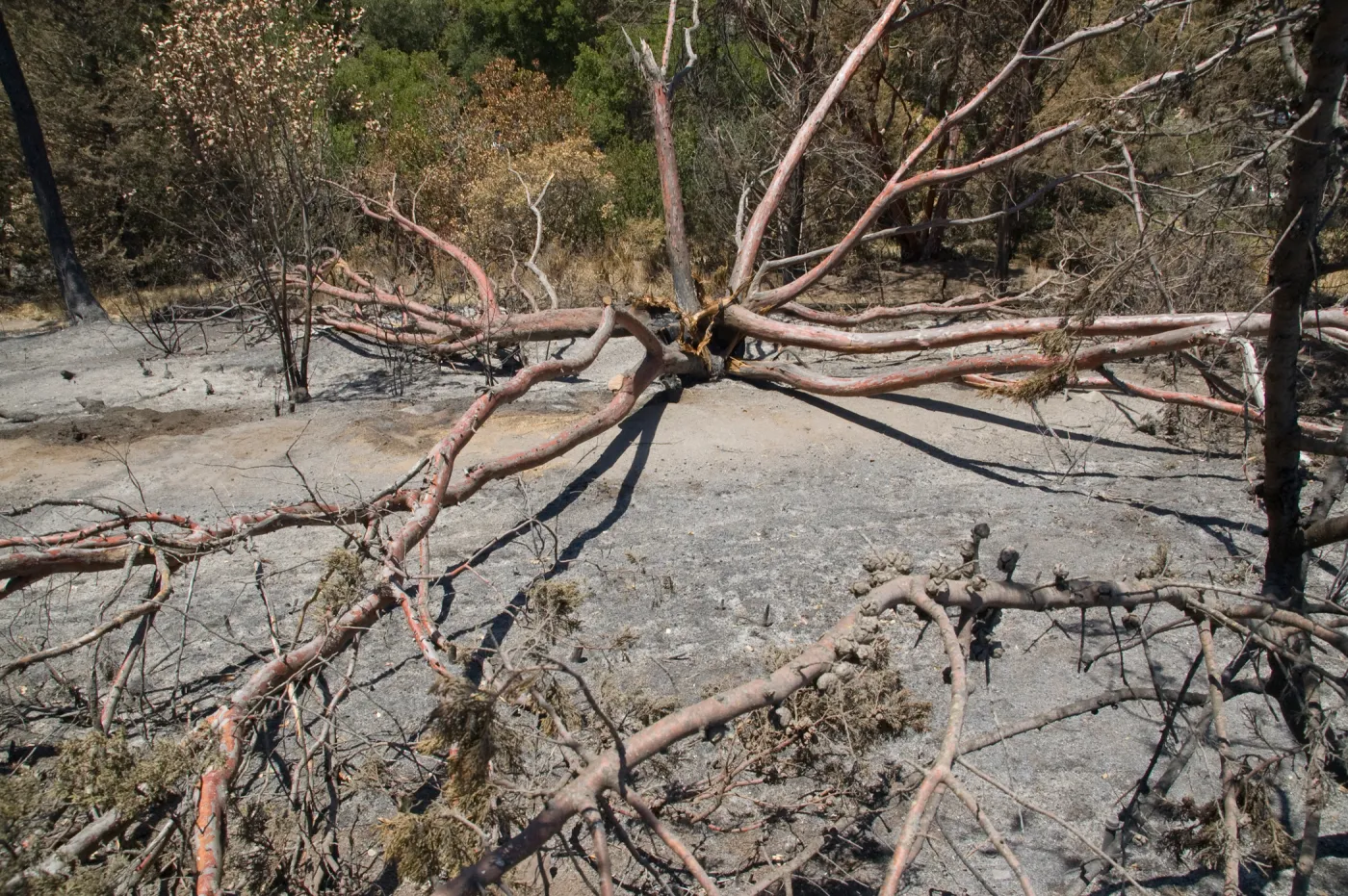 burned Cypress, Cupressus forbesii, after the Jesusita Fire