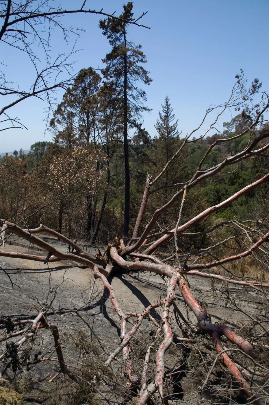 burned Cypress, Cupressus forbesii, after the Jesusita Fire