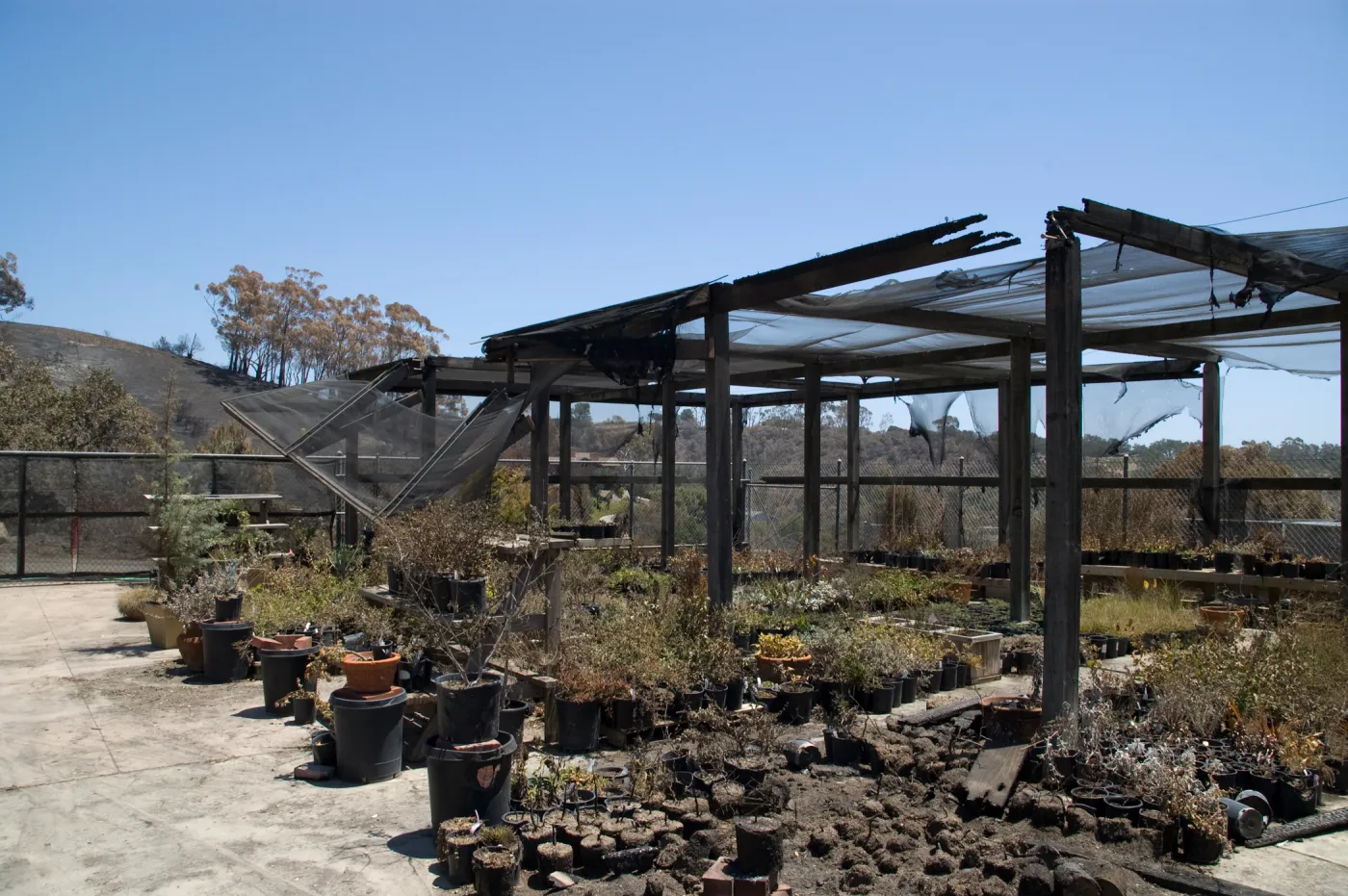 potted plants burned at the Horticulture Nursery growing area, after the Jesusita Fire, view of burned Eucalyptus grove on slope behind