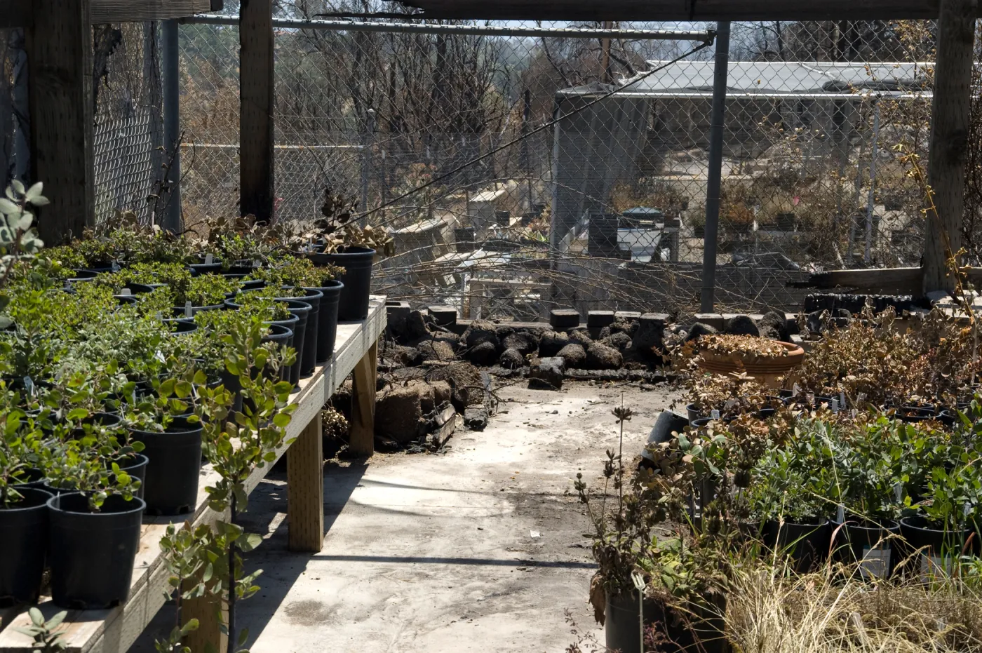 potted plants burned by the Jesusita Fire