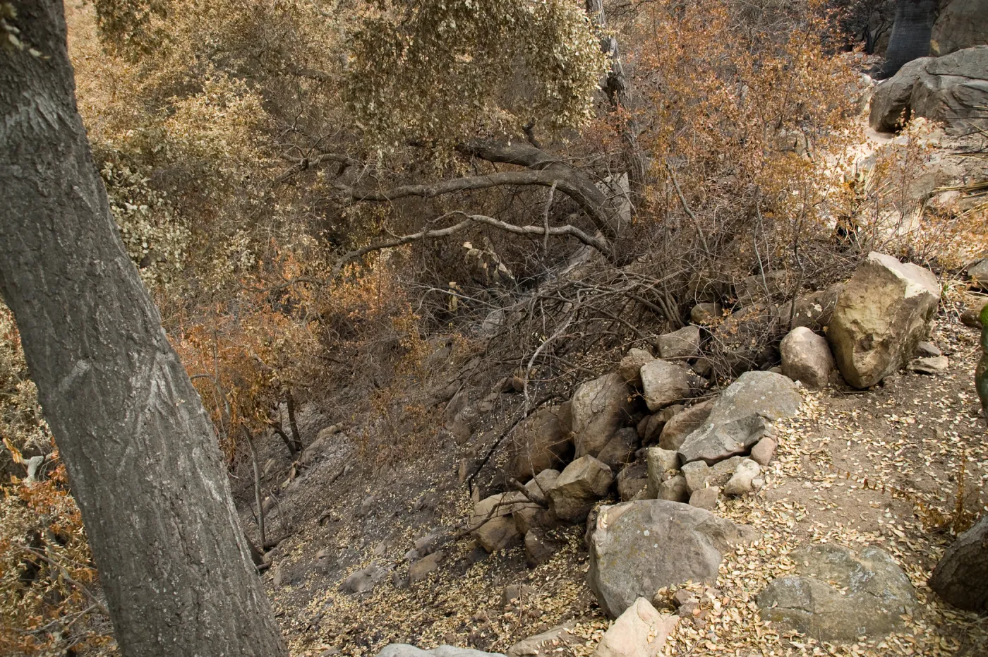 view down Mission Canyon from Desert Section, after the Jesusita Fire