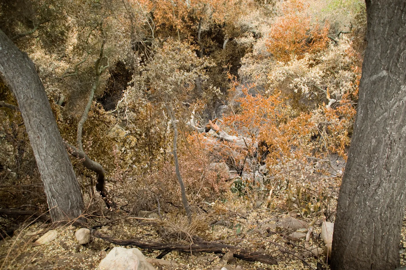Mission Canyon from the Desert Section, after the Jesusita Fire