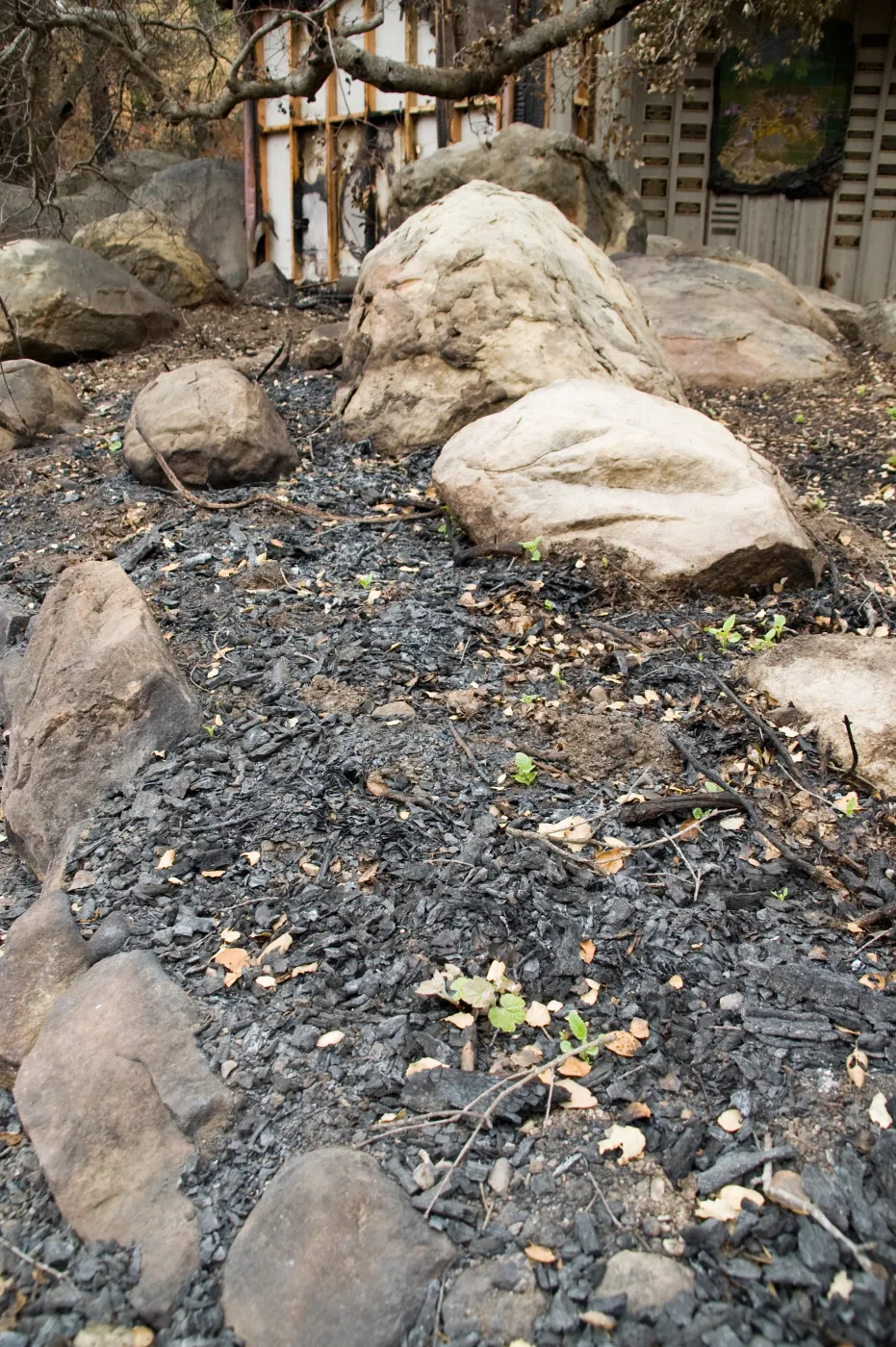 area burned behind the Information Kiosk, after the Jesusita Fire