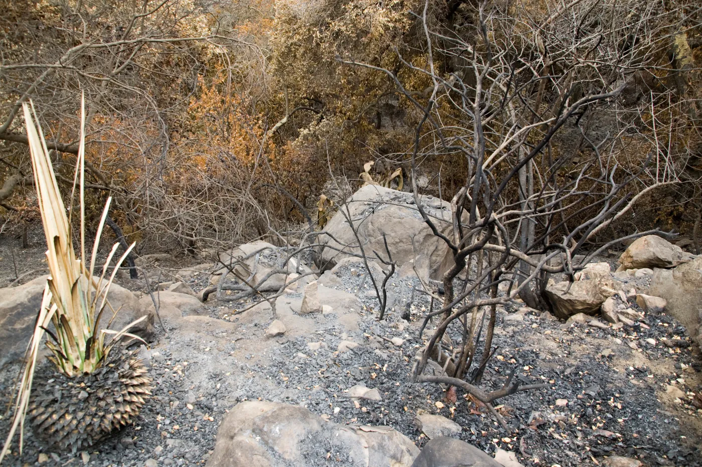 view of the canyon from the Campbell Trail, after the Jesusita Fire