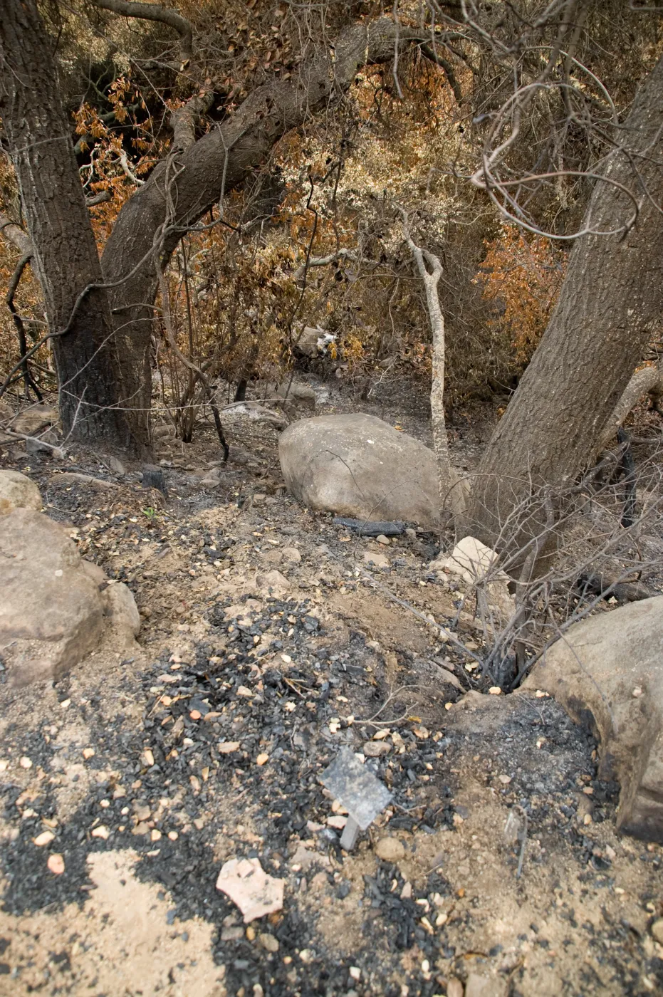 view of the canyon from the Campbell Trail, after the Jesusita Fire