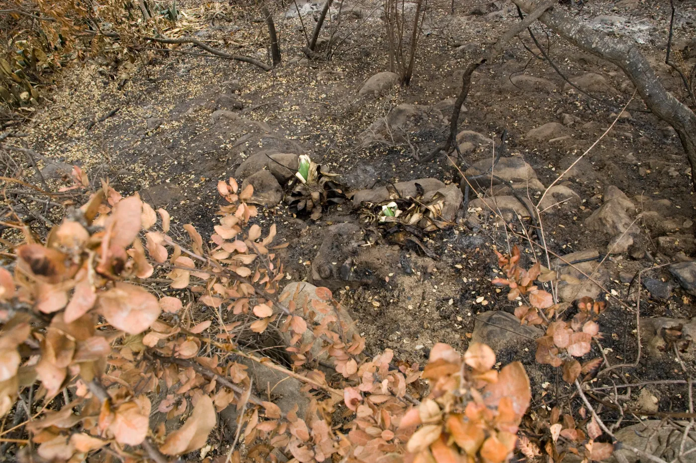 view of the canyon from the Campbell Trail, after the Jesusita Fire
