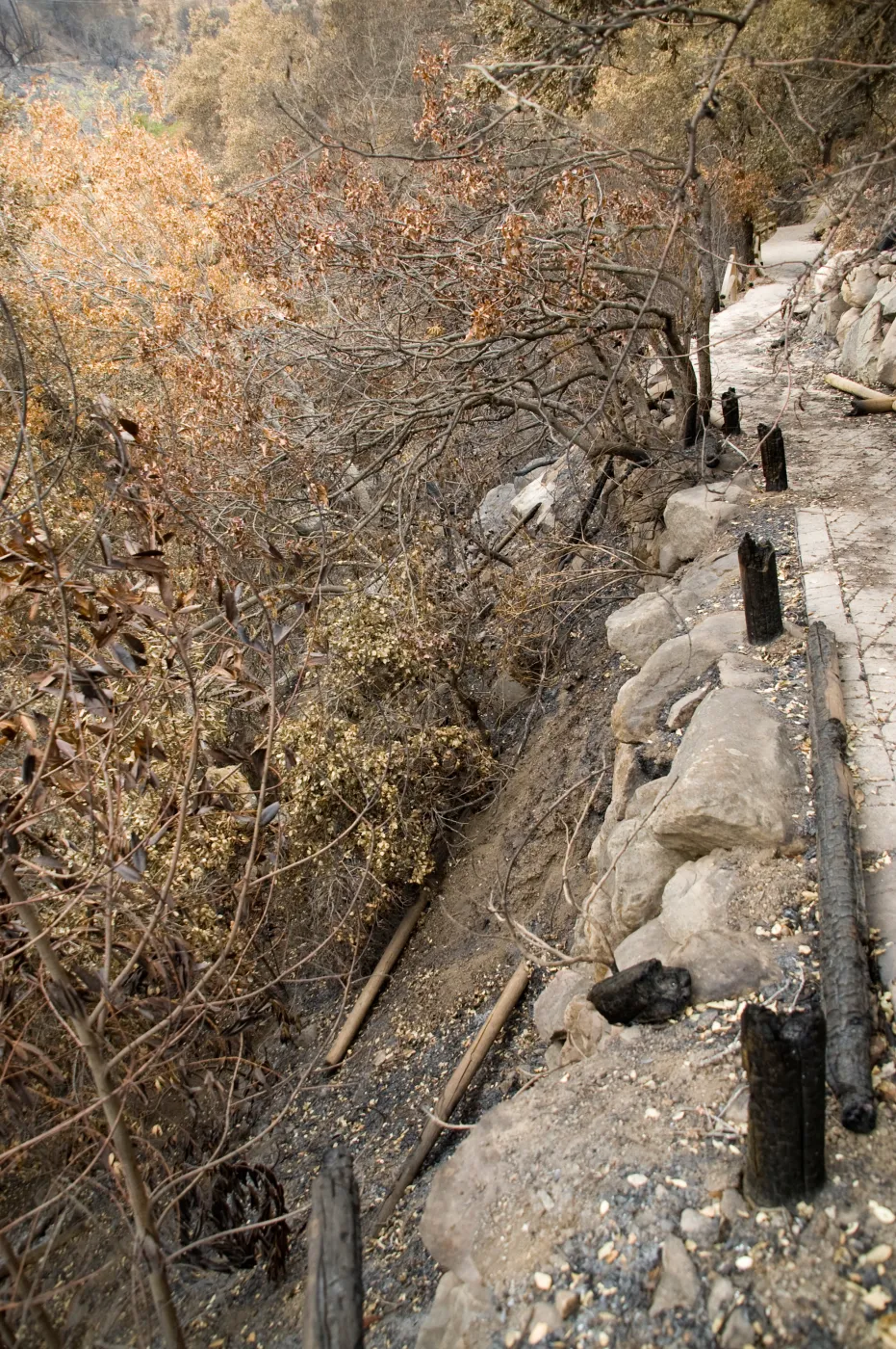 canyon slope below Campbell Trail, after the Jesusita Fire