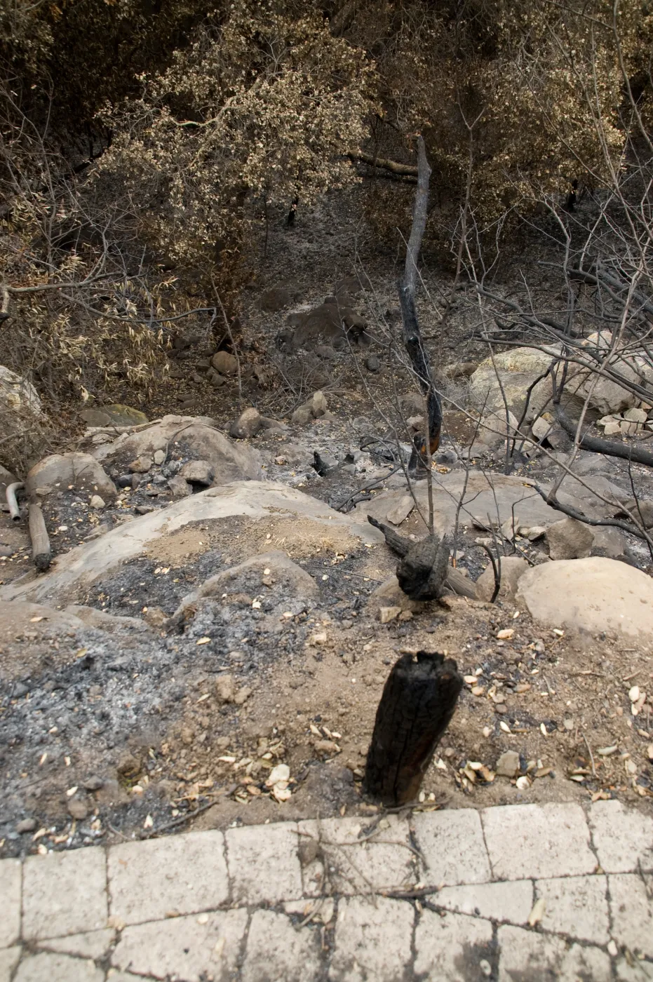 canyon slope below Campbell Trail, after the Jesusita Fire