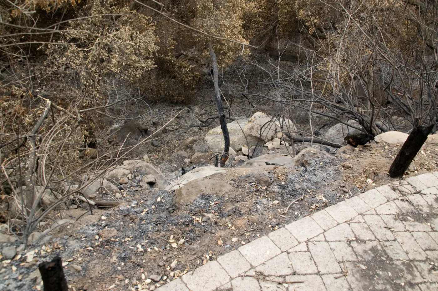canyon slope below Campbell Trail, after the Jesusita Fire