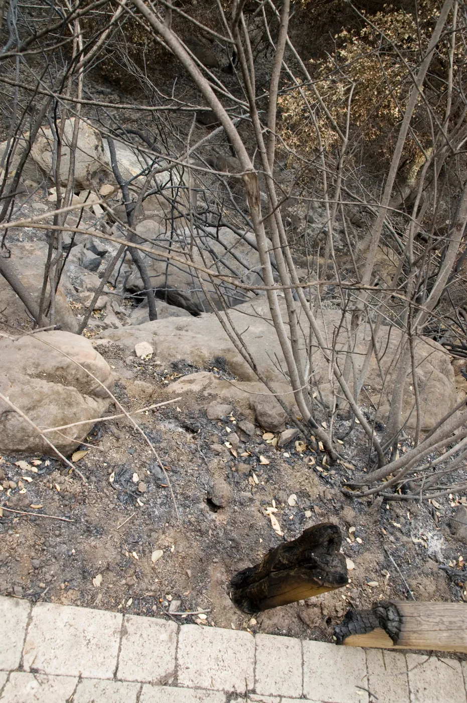 canyon slope below Campbell Trail, after the Jesusita Fire
