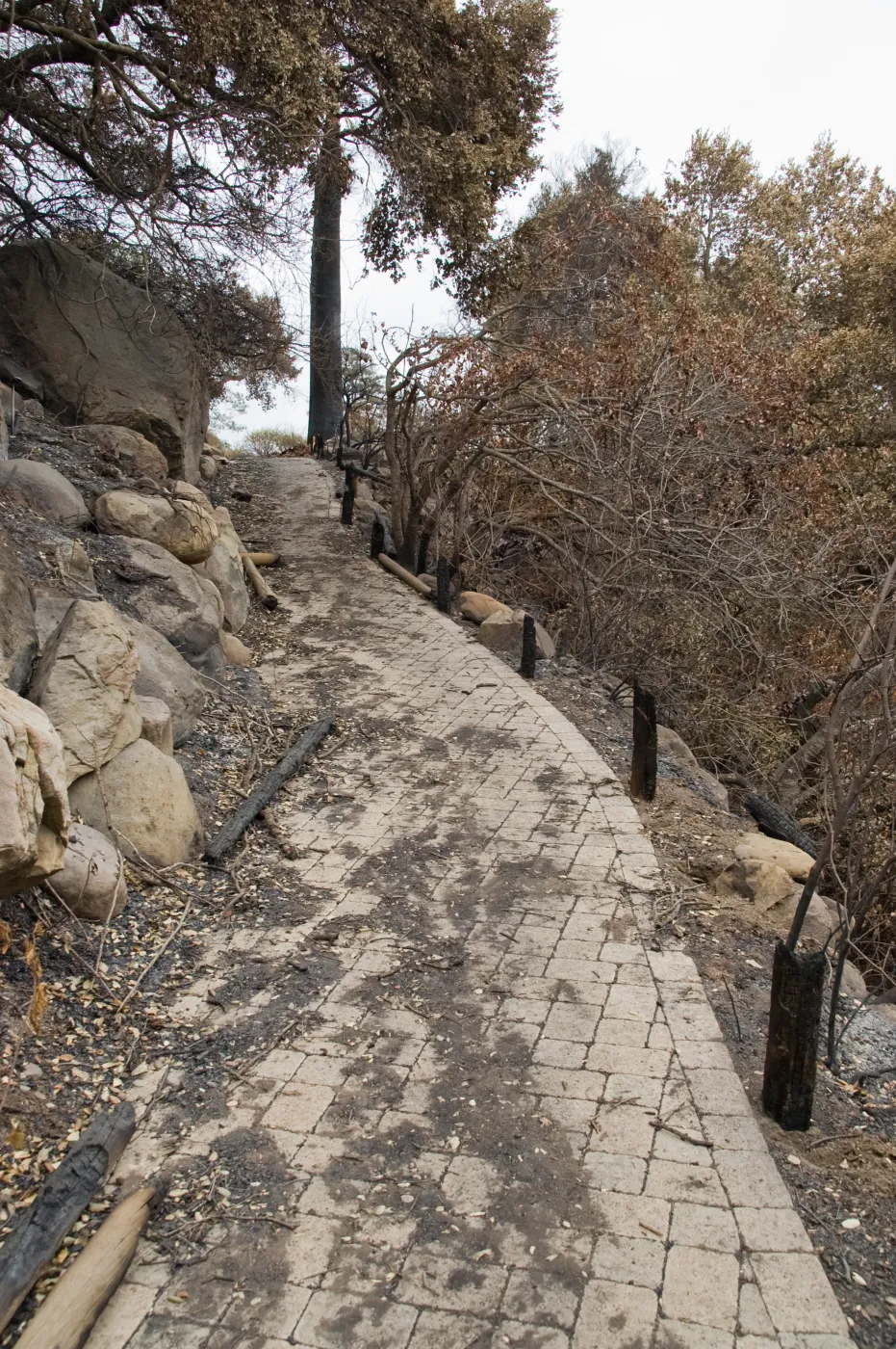 Campbell Trail, after the Jesusita Fire