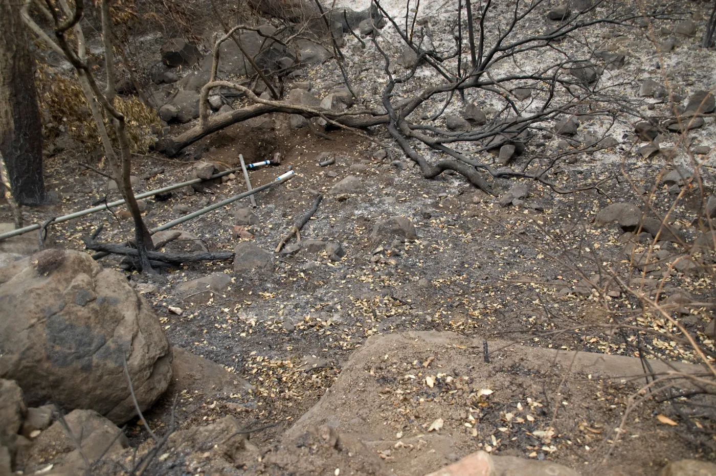 canyon slope below Campbell Trail, after the Jesusita Fire