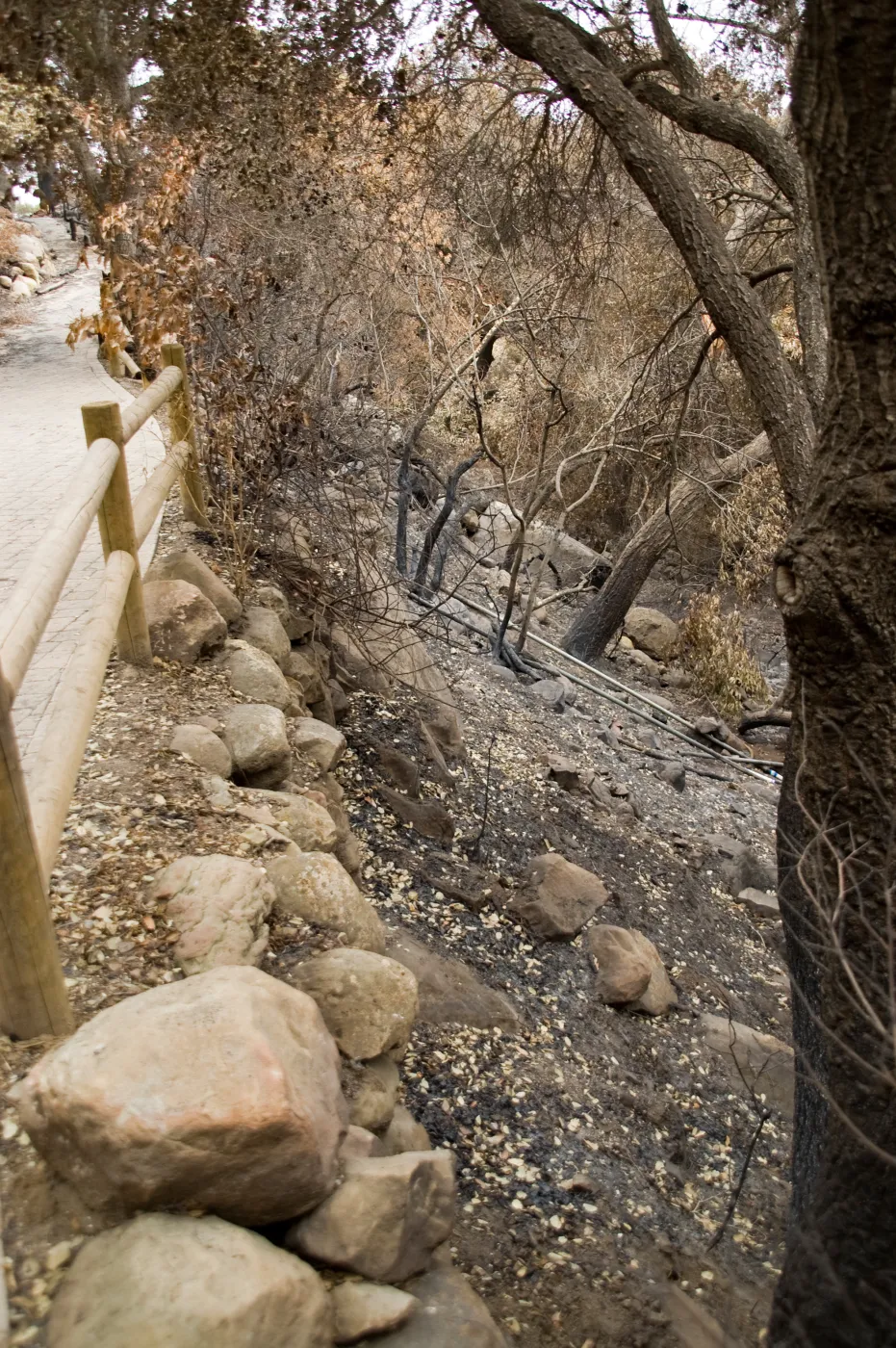 unburned railings along the Campbell Trail, after the Jesusita Fire
