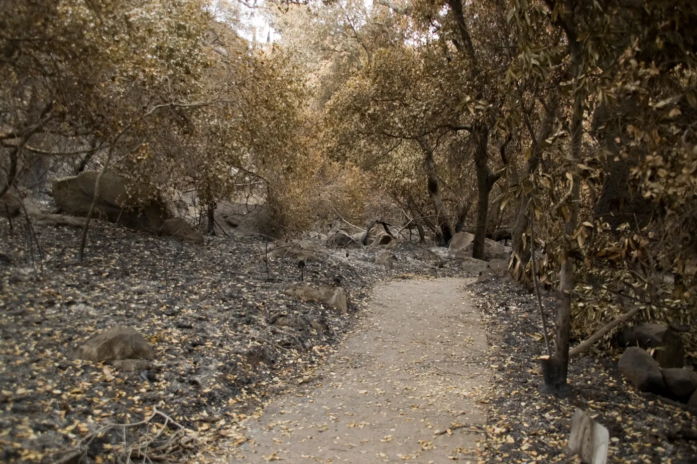 Creek Trail, after the Jesusita Fire