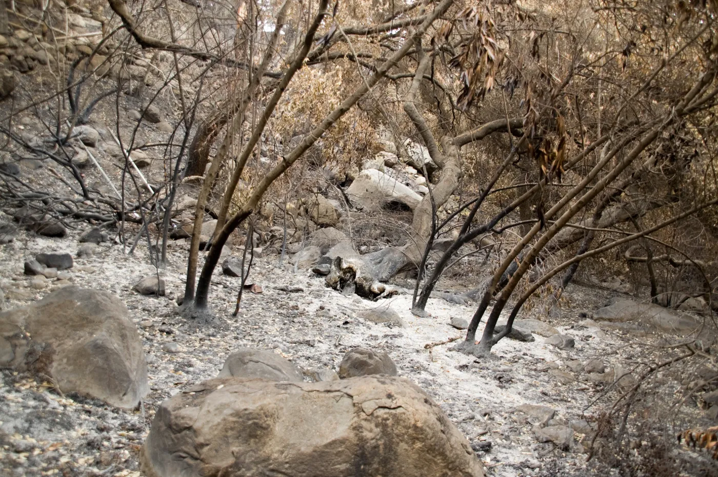 canyon slope below Campbell Trail, after the Jesusita Fire