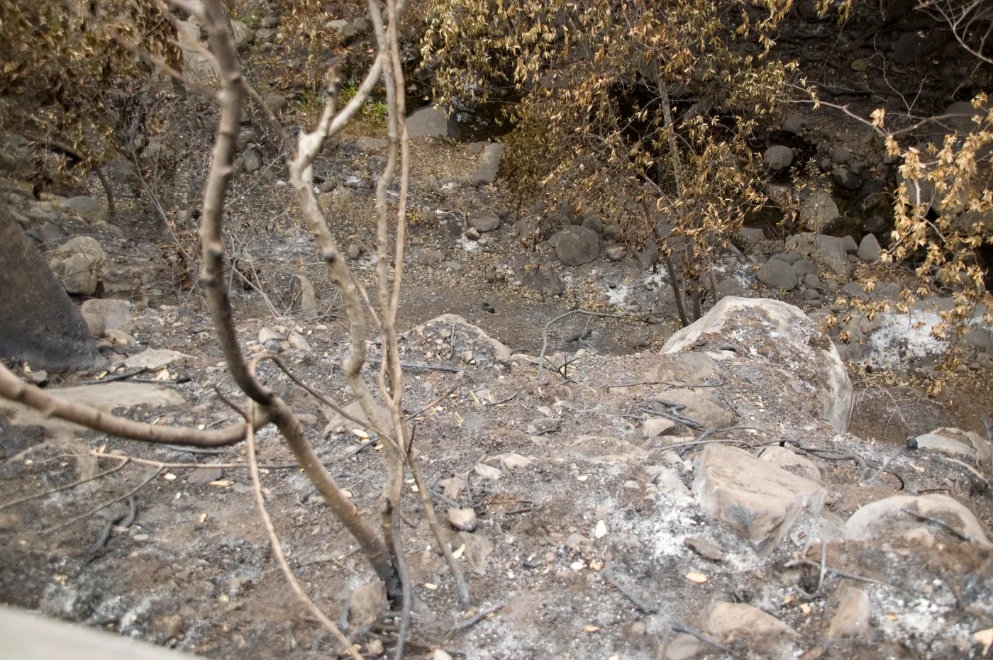 Mission Creek, after the Jesusita Fire