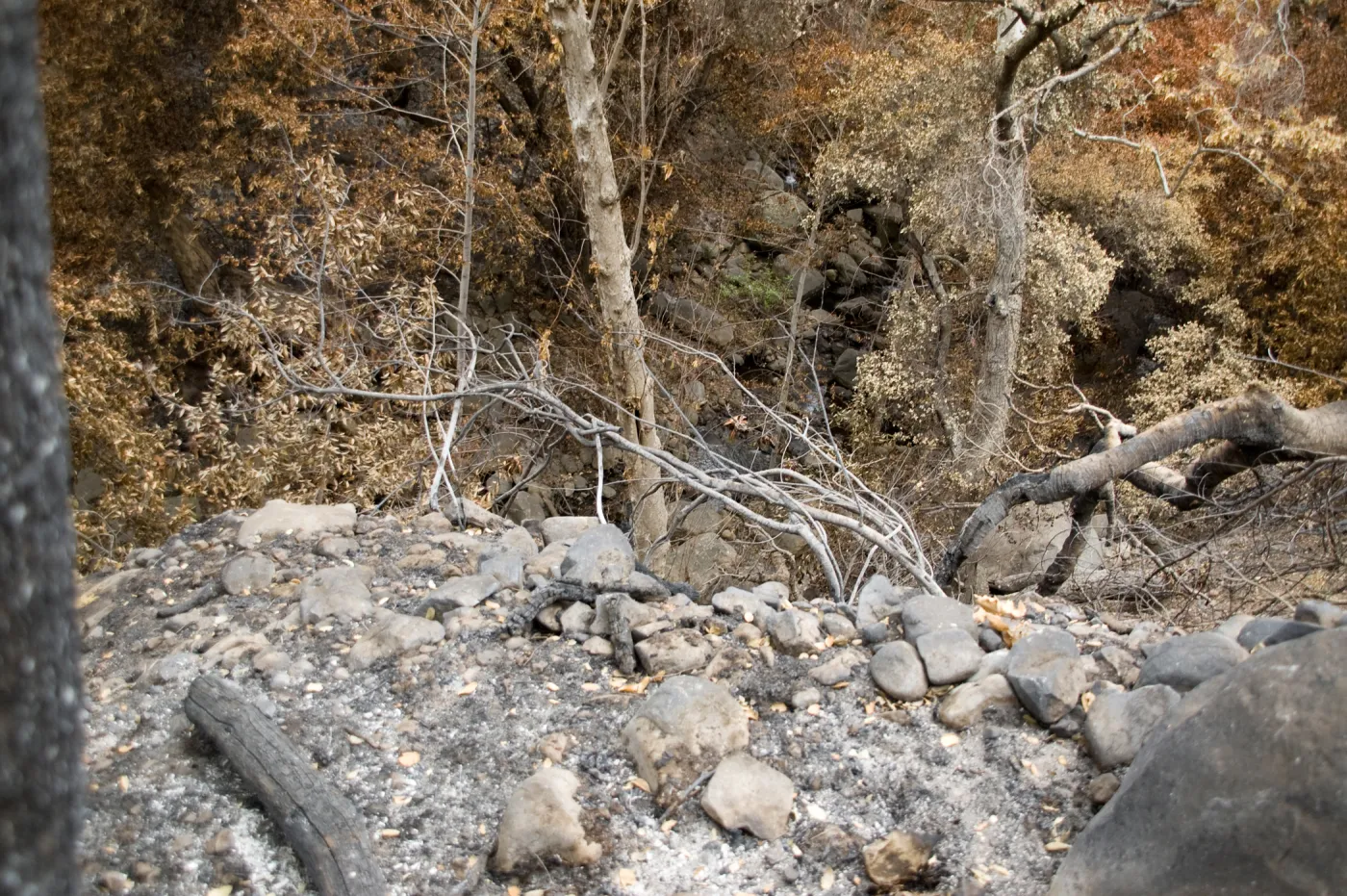 east slope of Mission Canyon, after the Jesusita Fire