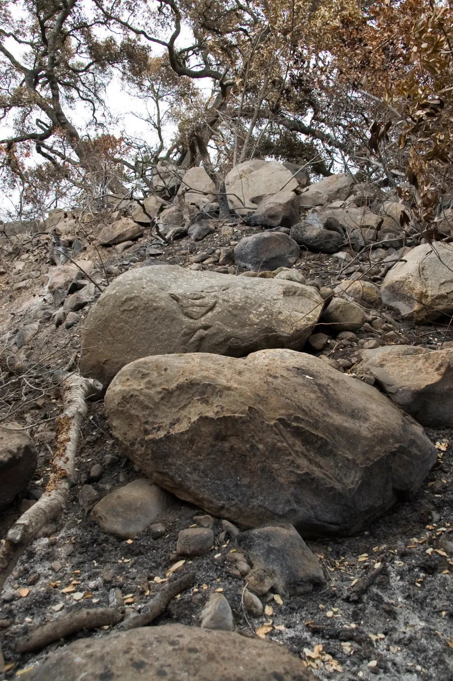 east slope of Mission Canyon, after the Jesusita Fire