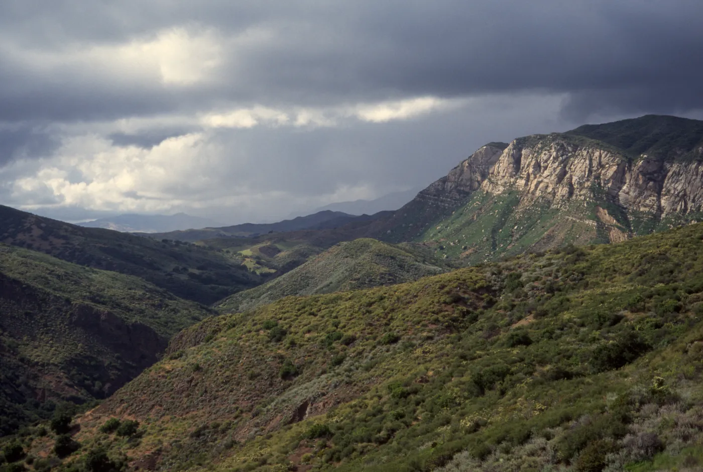 Hard chaparral, on Aliso Loop Trail