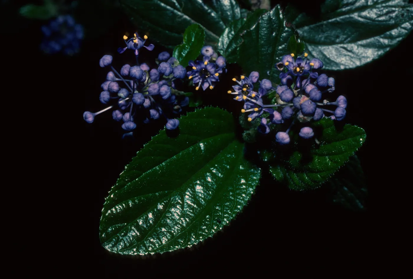 Ceanothus oliganthus in bloom