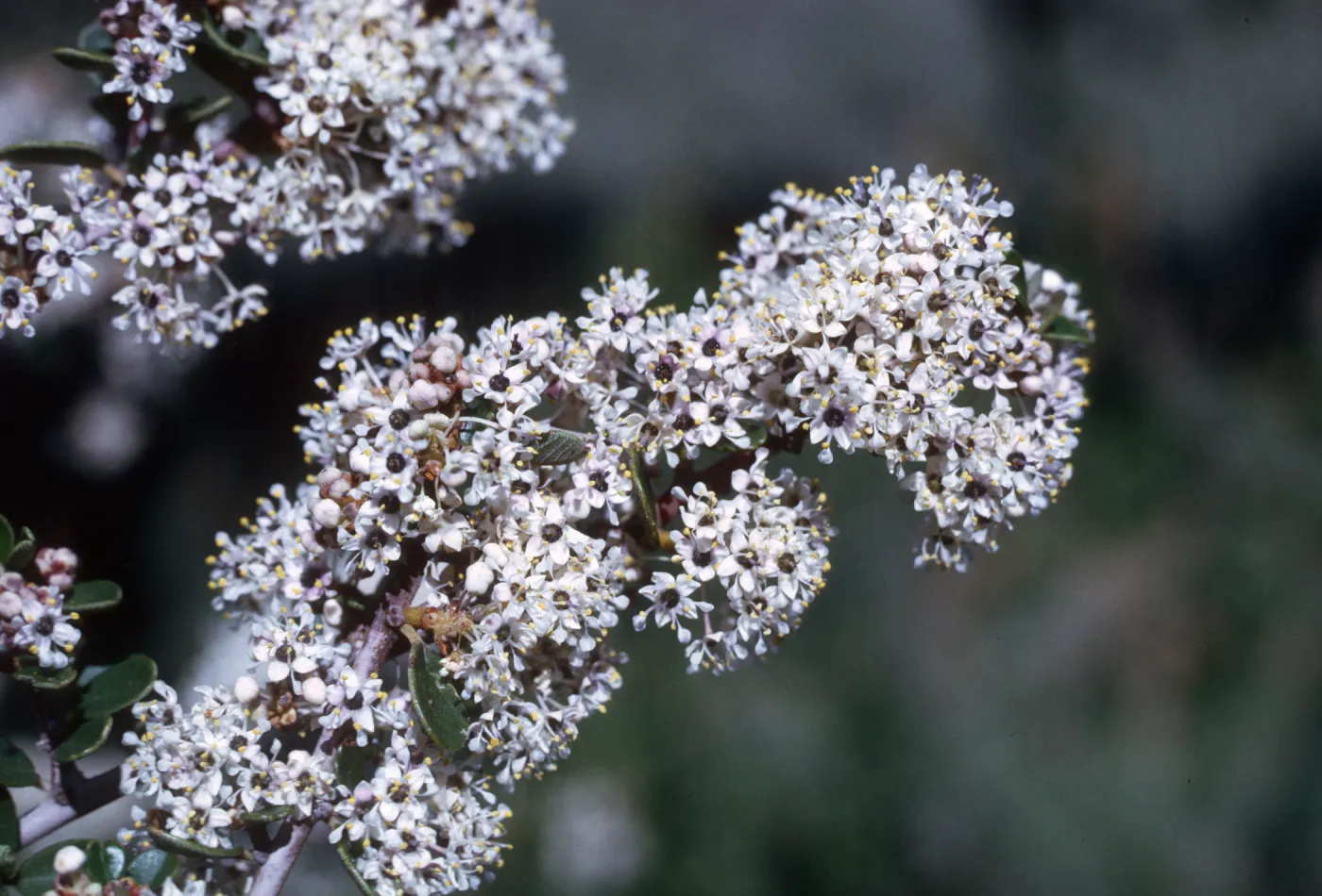 Ceanothus