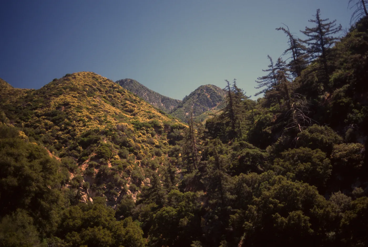 Big cone spruce in San Gabriel Mtns