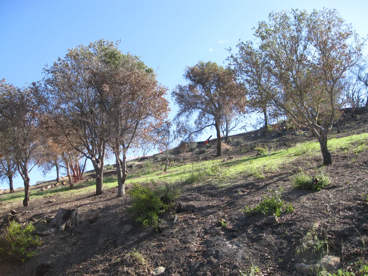 Clearing along Mission Canyon Rd after Jesusita Fire
