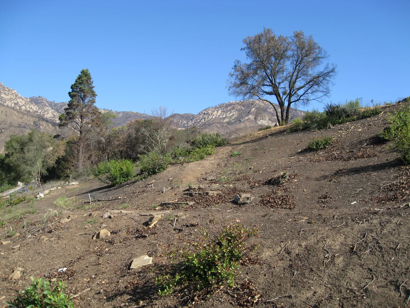Cleared Cypress section after the Jesusita Fire