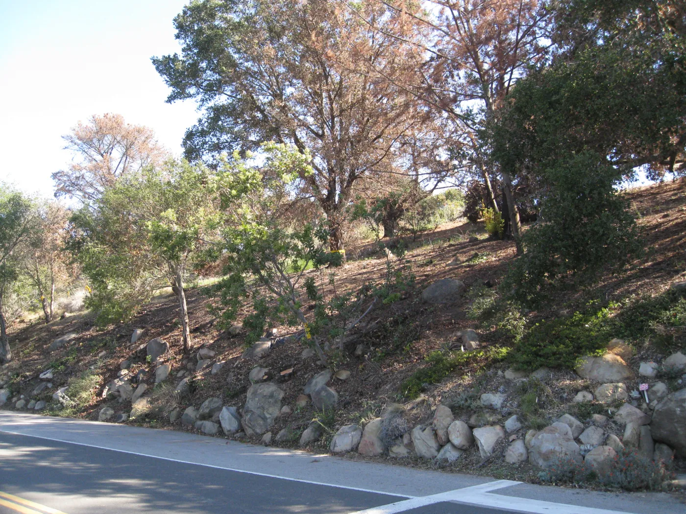 Clearing along Mission Canyon Rd after Jesusita Fire