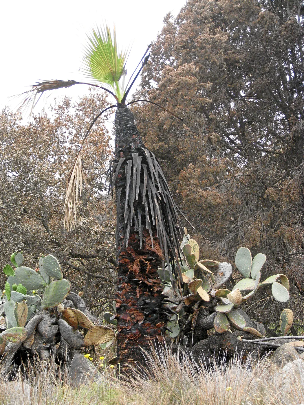 California Fan Palm resrouting after the Jesusita Fire