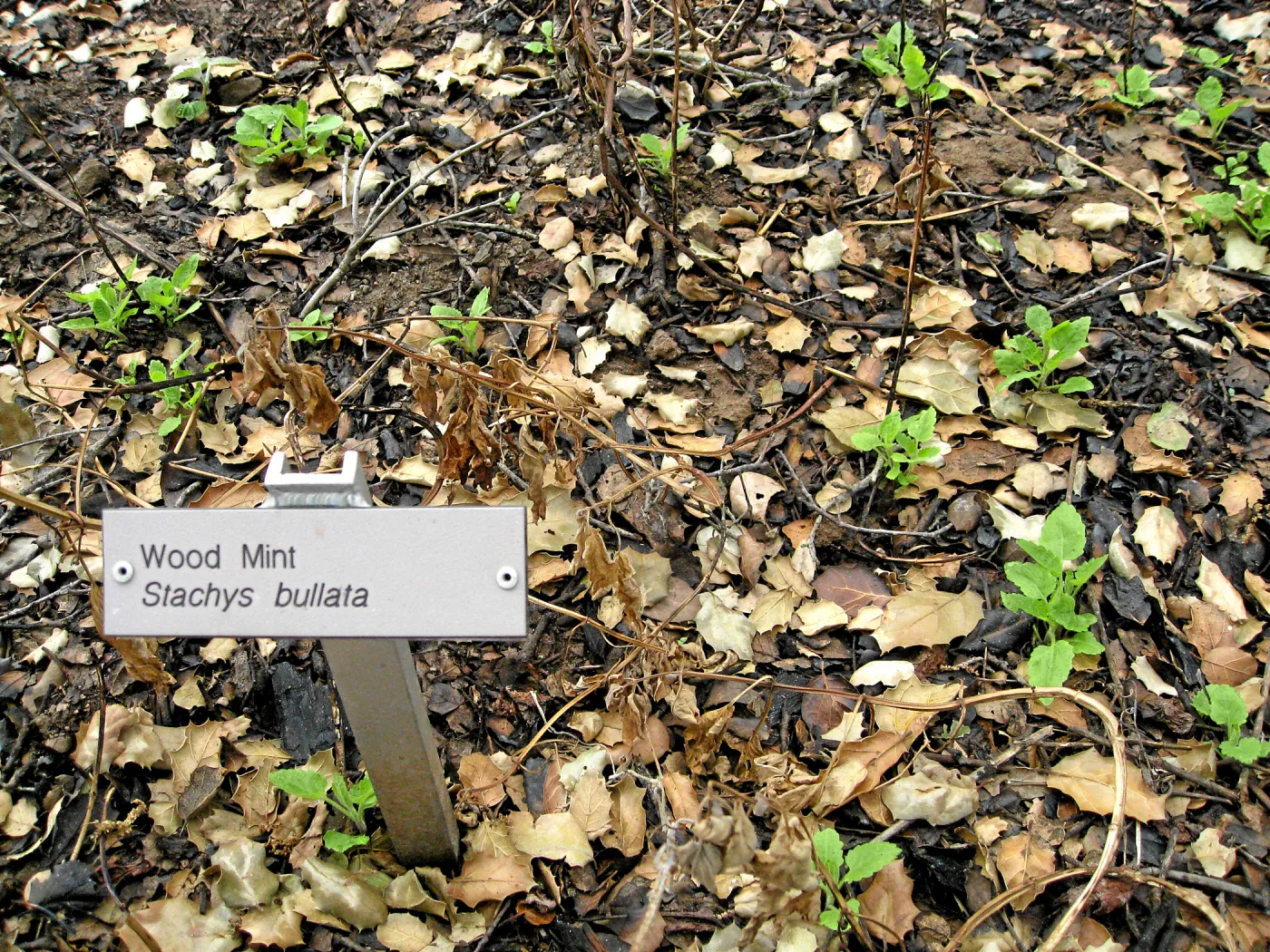 Santa Barbara Botanic Garden after the Jesusita Fire